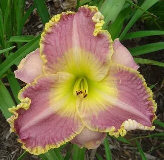 PlantFiles Pictures: Daylily 'Spacecoast Cool Deal' (Hemeroc