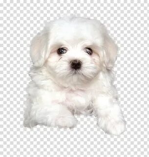 Free download Maltese dog Havanese dog Bolognese dog Little 