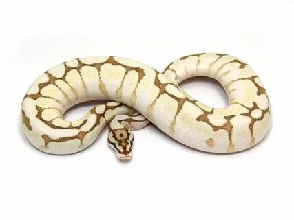 Fire Spider Ball Python 10 Images - Bob Clark Available Ball