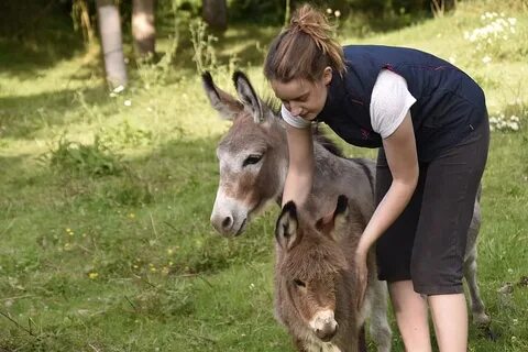 Royalty-free miniature donkeys photos free download Pxfuel