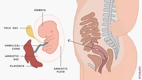 8 Weeks Pregnant: Symptoms & Baby Development - Babylist