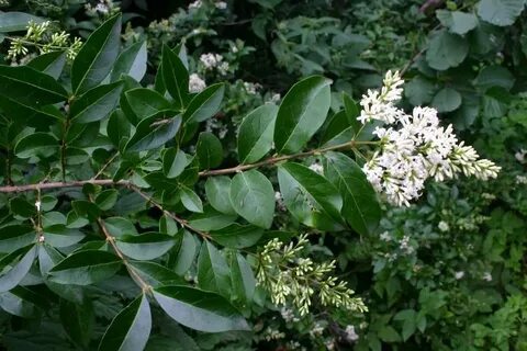 Ligustrum ovalifolium Arbustos, Jardineria y plantas, Enraiz