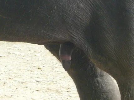 Pilfer violation learn elephant penis fireplace Blind Diplom