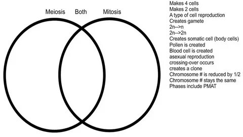 41 mitosis vs meiosis venn diagram - Wiring Diagram Info