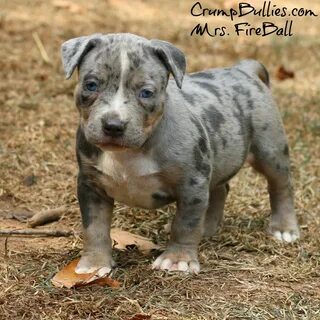 Blue Merle Pitbull Puppies / Merle Pit Bulls Color Character