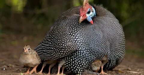 Guinea Fowl Pictures - AZ Animals