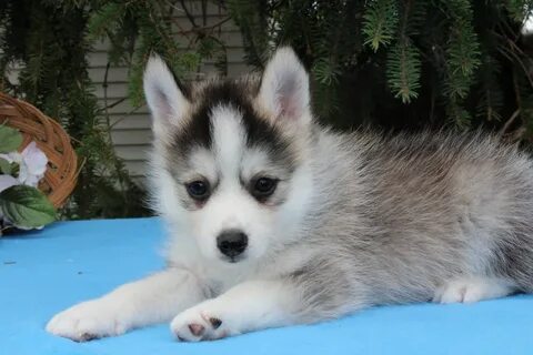 Pomsky puppy in Nappanee, Indiana for sale #pomsky #pomskypu