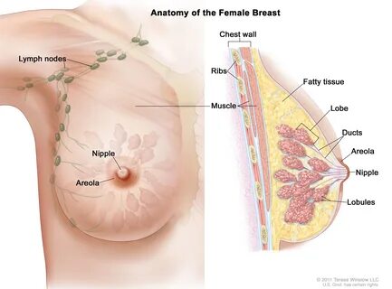 画 像 を 拡 大 す る. Anatomy of the female breast. 