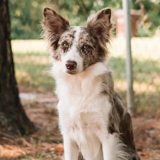 Platinum Border Collies (@platinumbordercollies) — Instagram