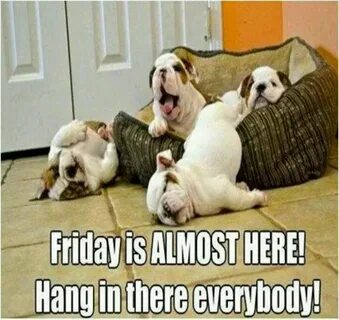 Hang in there it's almost Friday Funny animals, Funny animal