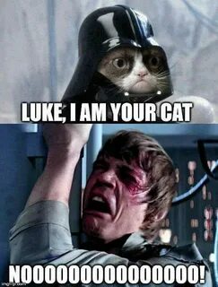 20 Of The Best Cat Wars Memes To Get You Ready For Star Wars