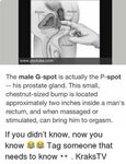 Bladder Wwwyoutubecom the Male G-Spot Is Actually the P-Spot