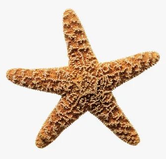 Sea Star Png Download Image - Sea Star White Background, Tra