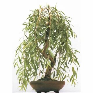 How to Care for Your Weeping Willow Bonsai Bonsai Resource C