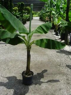 Musa acuminata 'Dwarf Cavendish' (4) Indoor plants, Plants, 