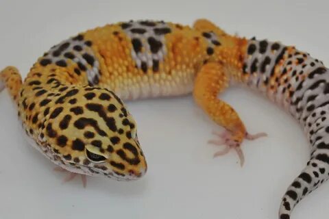 Leopard Geckos Lifespan, Feeding And Lifecycle All About Gec