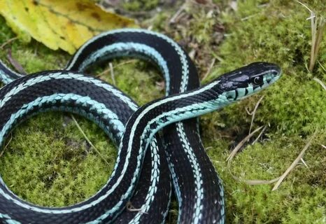 Blue Puget Sound Garter Garter snake, Snake enclosure, Snake