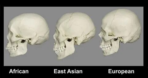 Различия в строении черепа разных рас : Onequvi