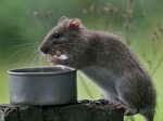 Крыса - описание, виды, что едят крысы, где обитают, фото