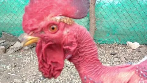 मानेवर पंख नसणारी कोंबडीची जात - YouTube