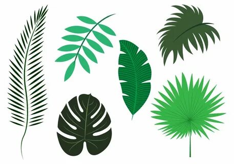 Vector Set of Palm Leaves Leaf stencil, Leaf illustration, L