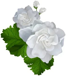 Gardenia Clip Art - Best WEB Clipart