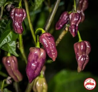Purple Bhut Jolokia - Fatalii Seeds