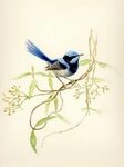 blue wren #bird #australian #bird Bird drawings, Bird prints