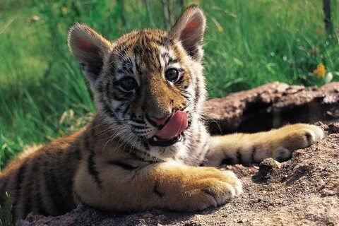 Cute Tiger Wallpapers - Wallpaper Cave