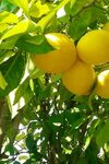Картинка лимоны, дерево 640x960 скачать обои на рабочий стол