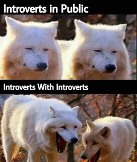 Introverts Stupid funny memes, Really funny memes, Funny rel
