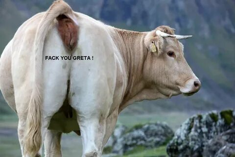 Vaca lechera xxx