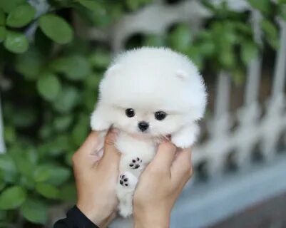white teacup puppies for sale Online Shopping