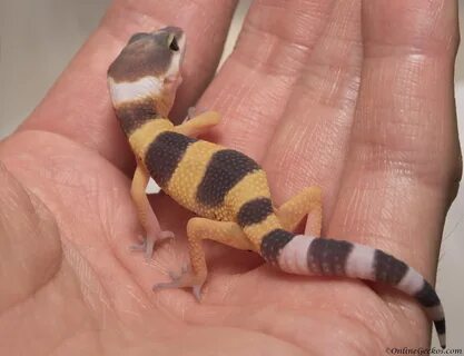 onlinegeckos-leopard-gecko-super-hypo-tangerine-carrot-tail-