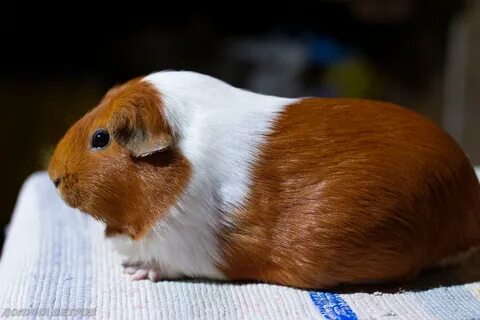 Guinea Pig Tricolor Smooth Coat - 63 photo