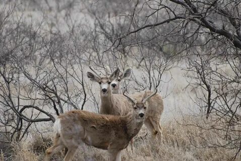 File:Three deer bucks stand in a wooded area.jpg - Wikimedia