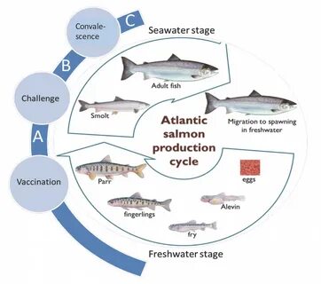 Salmon production cycle. The production cycle of Atlantic sa