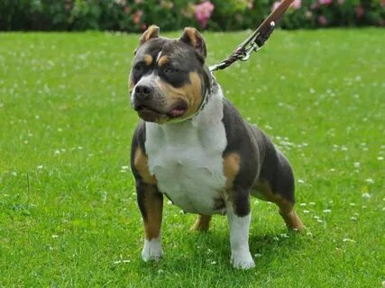 Tri-Color American Bullies - Facts You Need To Know About Th