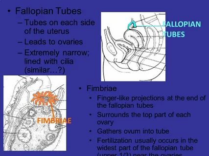 Female Reproductive System. Female anatomy Internal genitals