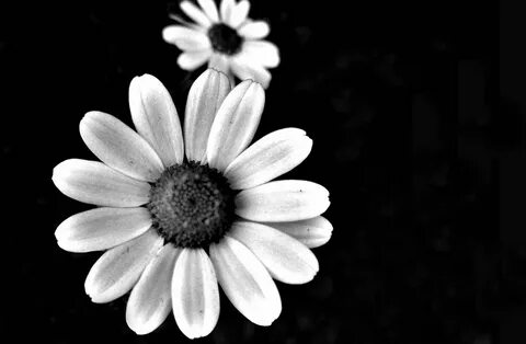 flower Black and white flowers, Black and white background, 
