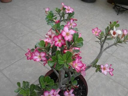 Qual O Vaso Ideal Para Plantar Rosa Do Deserto - vaso de flo