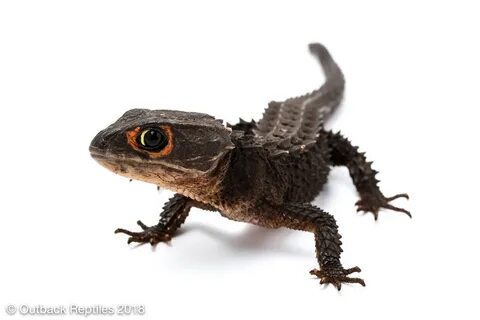 red eye crocodile skink Outback Reptiles