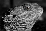 Photo lizard monochrome black and white - free pictures on F