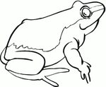 Frog Coloring Realistic Printable Sheet Outline Drawing Coqu