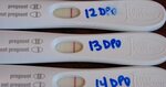 False Positive Digital Pregnancy Test Guide 2022 - Werewolf 