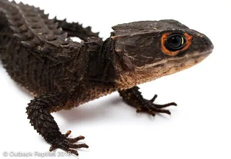 Red Eye Crocodile Skink Care Guide Outback Reptiles