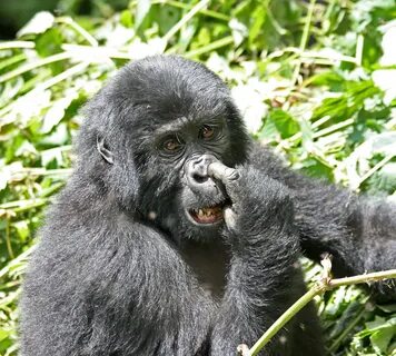 Juvenile gorilla picking his nose In Bwindi Impenetrable N. 