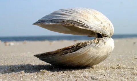 Pic of a clam