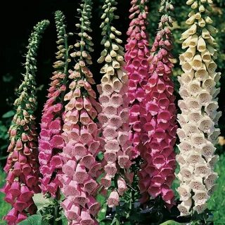 Collector’s Item: Digitalis (With images) Flower seeds, Flow