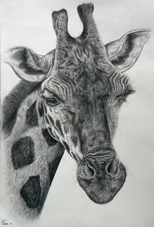Giraffe Giraffe art, Pencil drawings of animals, Giraffe